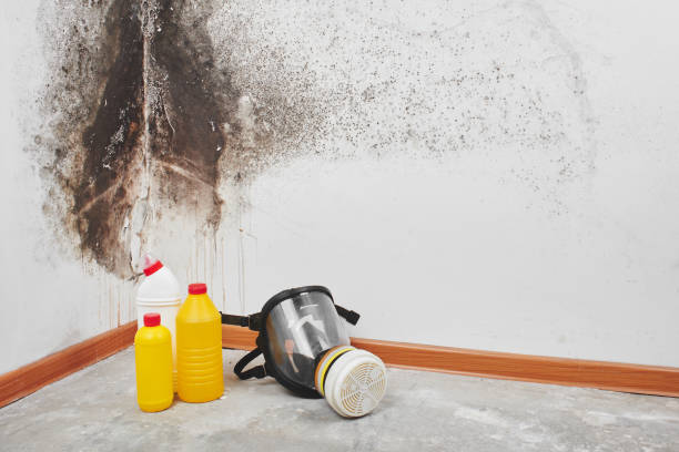 Professional Mold Removal in Harrison, OH