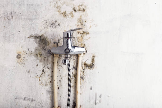 Best Mold Removal Near Me  in Harrison, OH