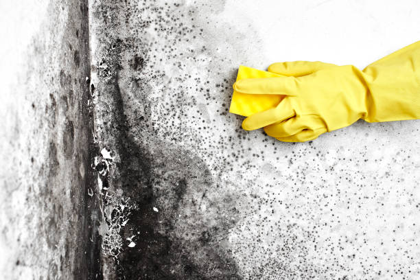 Best Commercial Mold Removal  in Harrison, OH