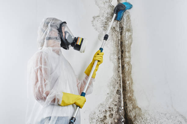 Best Best Mold Removal Companies  in Harrison, OH