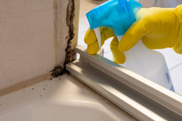 Best Emergency Mold Removal  in Harrison, OH