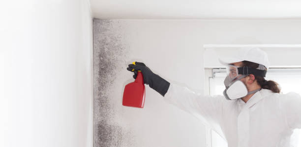 Best Mold Removal Near Me  in Harrison, OH
