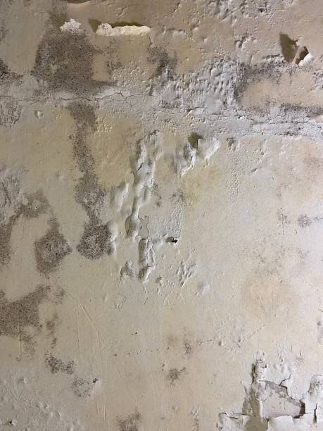 Best Mold Cleaning Services  in Harrison, OH
