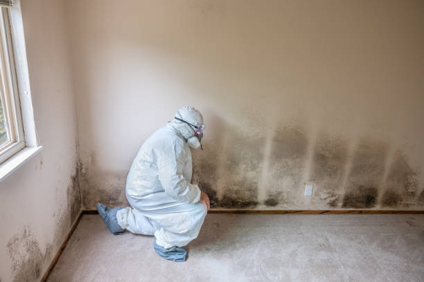 Best Office Mold Removal Services  in Harrison, OH