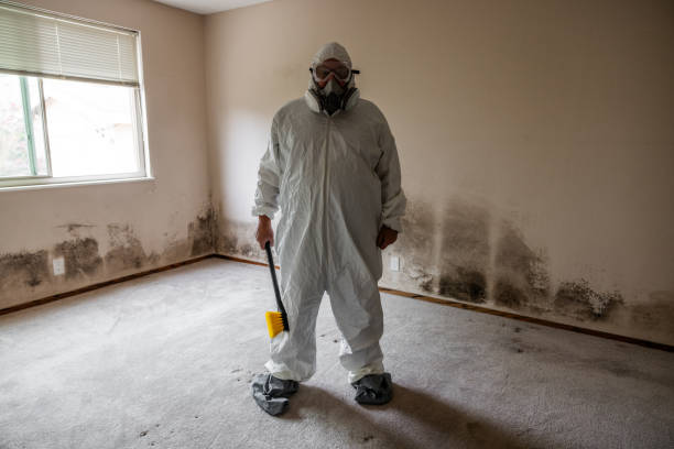Best Black Mold Removal  in Harrison, OH