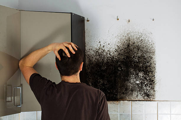 Best Toxic Mold Removal  in Harrison, OH