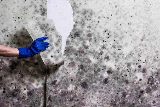 Best Residential Mold Removal  in Harrison, OH