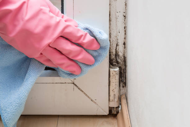 Best Fast Mold Removal  in Harrison, OH